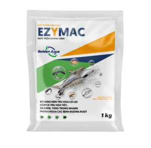 EZYMAC – Men tiêu hóa kháng sinh – Bảo vệ đường ruột khi trị bệnh